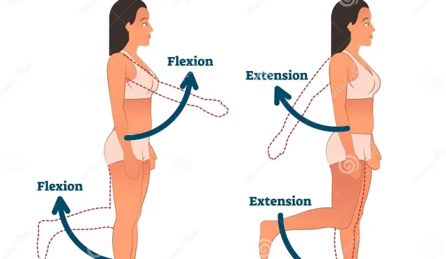 Flexion and Extension Key Concepts for Effective Workouts