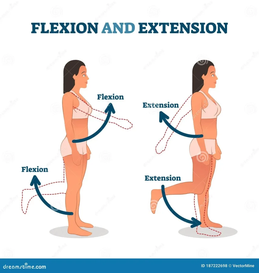 Flexion and Extension: Key Concepts for Effective Workouts