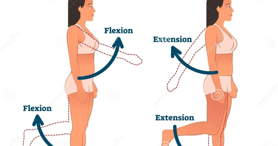 Flexion and Extension: Key Concepts for Effective Workouts