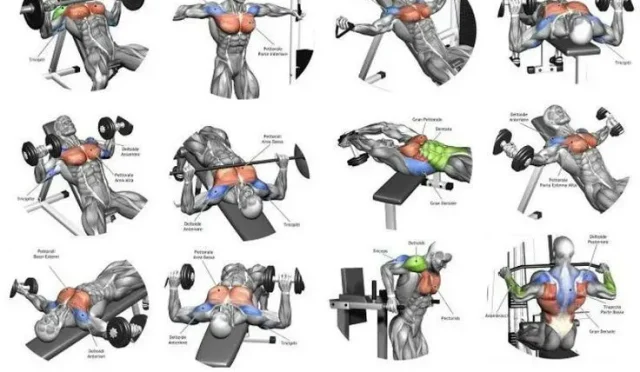 Inner Chest Workout Best Exercises for Mass Gains  Wealth Health  Tech  Your Guide to Success Inner Chest Workout Best Exercises for Mass Gains