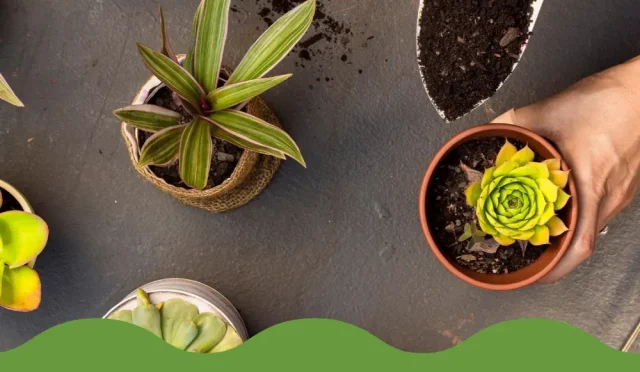 Home Gardening Tips for Beginners Grow Your Own Food  Wealth Health  Tech  Your Guide to Success Home Gardening Tips for Beginners Grow Your Own Food