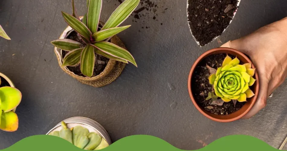 Home Gardening Tips for Beginners: Grow Your Own Food