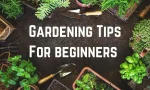 Best Gardening Tips: Grow a Thriving Garden Today