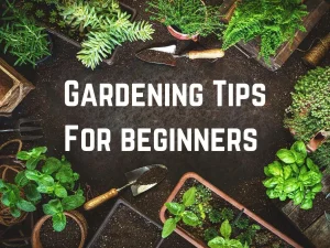 Best Gardening Tips: Grow a Thriving Garden Today