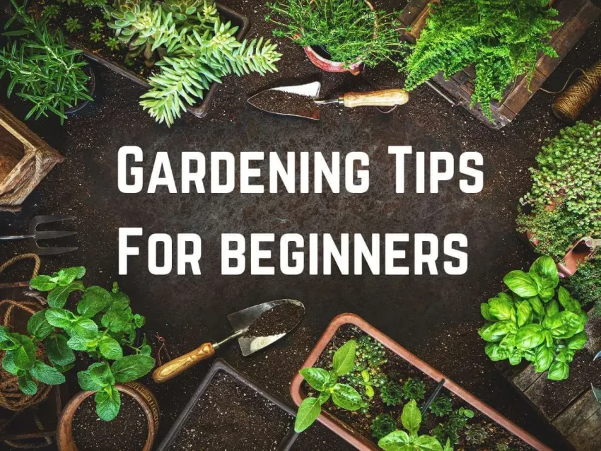 Best Gardening Tips: Grow a Thriving Garden Today