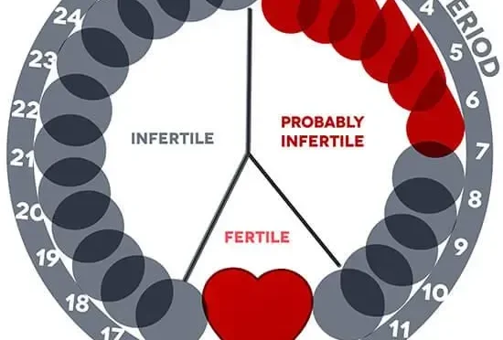 Period Calculator Easily Predict Your Next Cycle  Wealth Health  Tech  Your Guide to Success Period Calculator Easily Predict Your Next Cycle