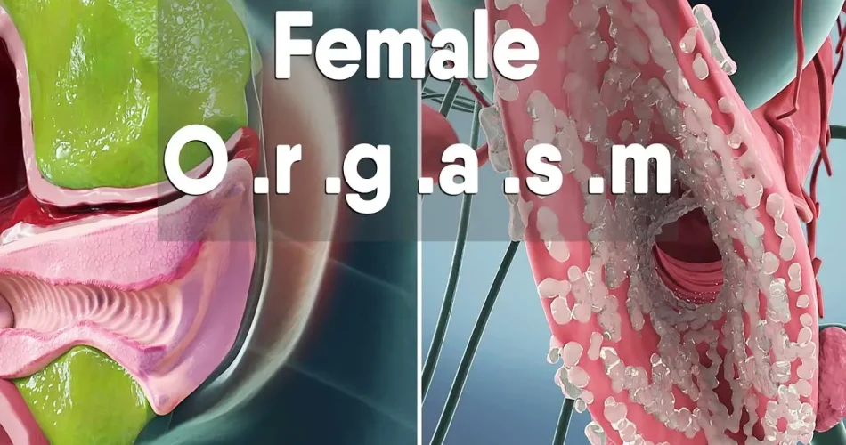 image_IXPTZ173S6webp