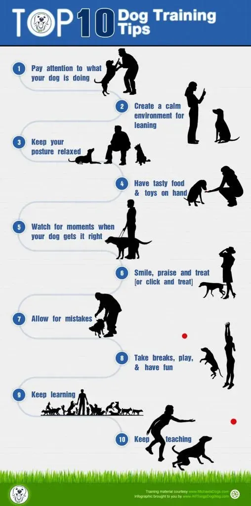 Dog Training Tips: How to Train Your Pup Effectively