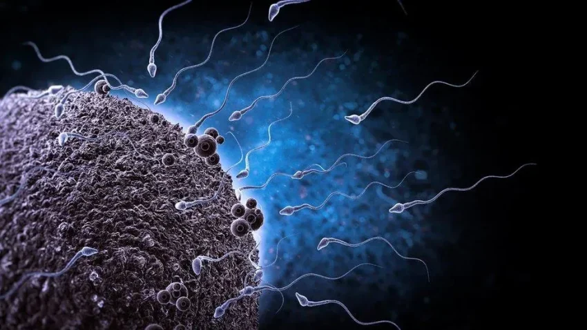 Sex Positions for Conceiving a Baby Boy: Myths and Facts