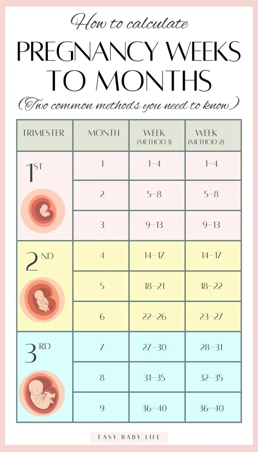 Pregnancy Weeks to Months: Find Your Stage Easily