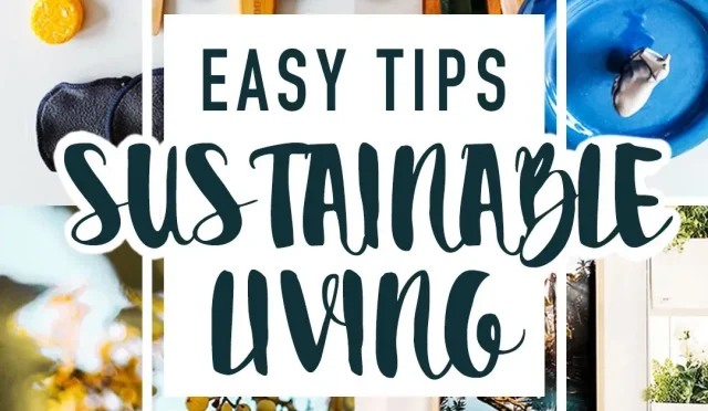 image_C1LWNFU51Nwebp