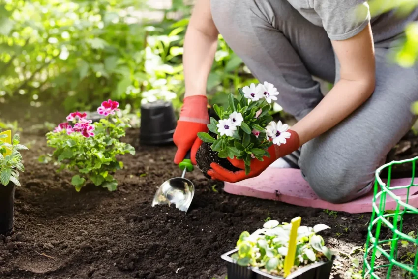 Home Gardening Tips: Essential Guide for Beginners