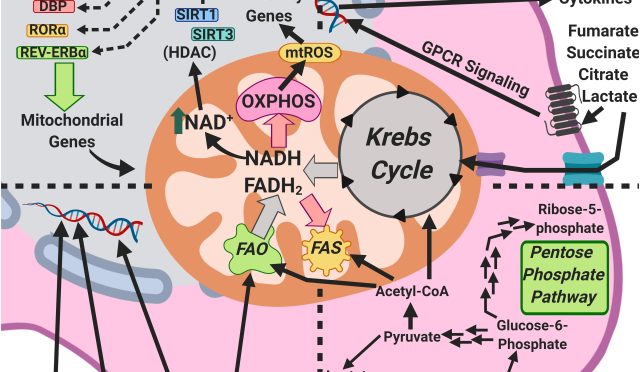 image_a1282d54-48fc-4f4a-82f2-9e32a8409adbwebp