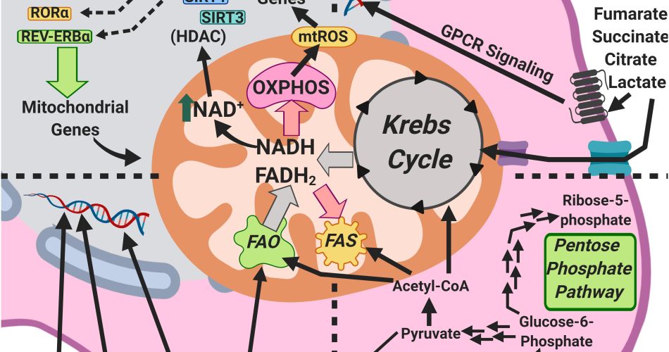 image_a1282d54-48fc-4f4a-82f2-9e32a8409adbwebp